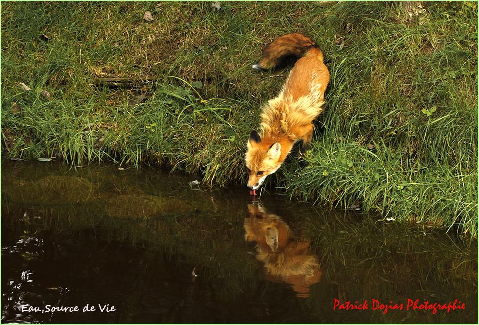 Eau souce de vie sur terre photo nature